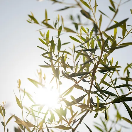 Corte Barra Experience Andria